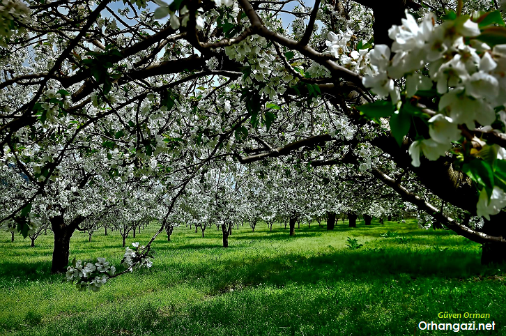 iznik-golu-zeytin-orhangazi-net