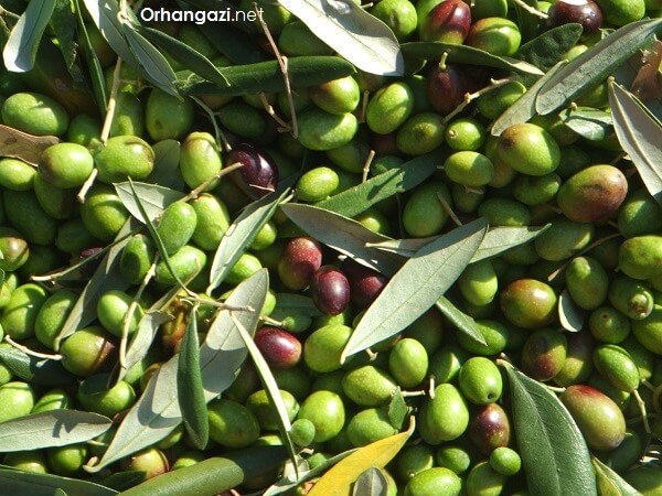 zeytin-agaci-zeytincilik