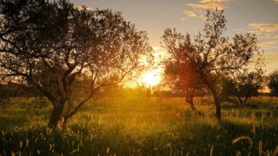 Zeytinin Öyküsü ve Zeytin Kökleri Hakkında Bilgi
